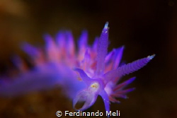 Lunch time (Flabellina affinis) by Ferdinando Meli 